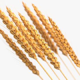 Realistic Wheat Spikelets 3D model